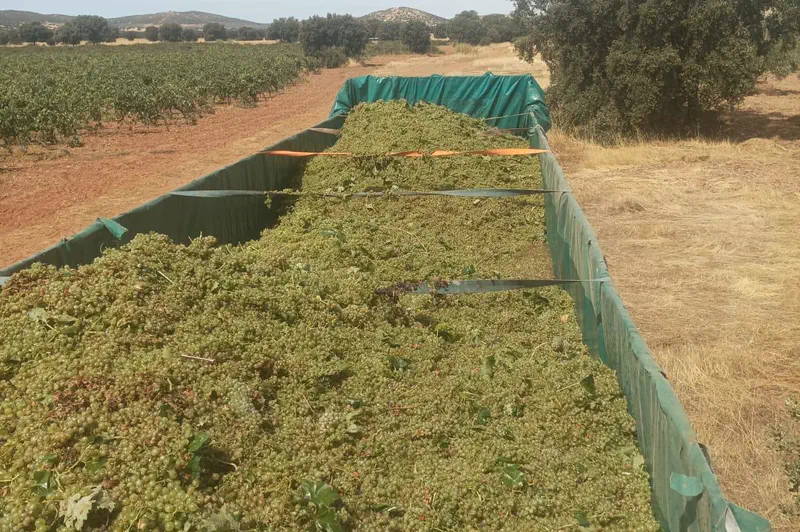 Bañera cargada de uva de vendimia en pleno campo.