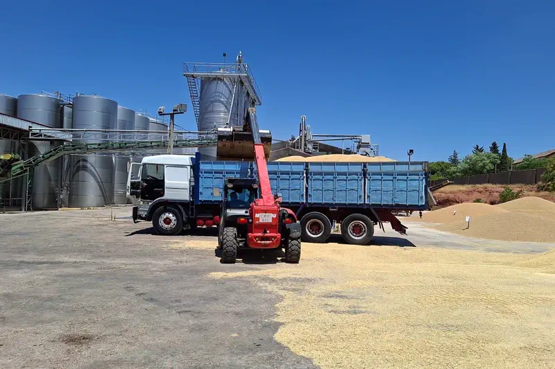 Telescópica cargando una bañera de grano en la cooperativa.