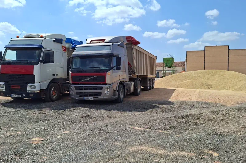Dos camiones con bañeras descargando cereal en la planta.